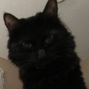 Meet your Posher, Dyani rose